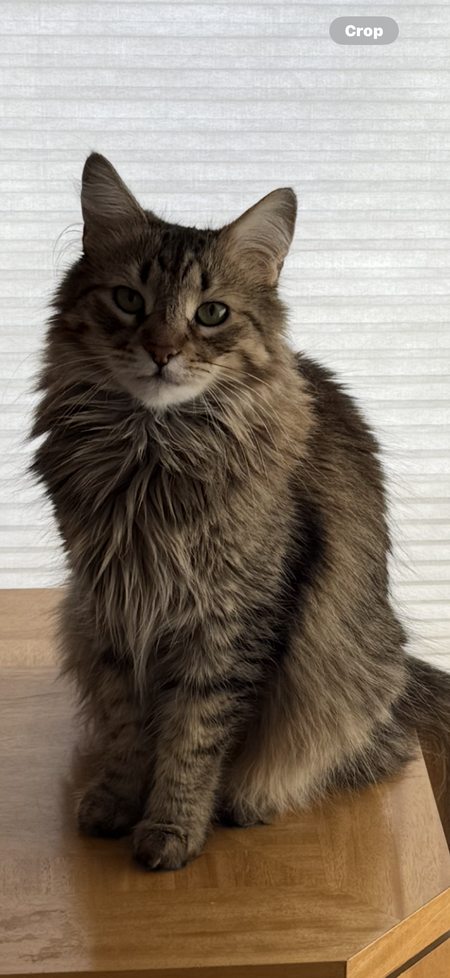 Tobias 