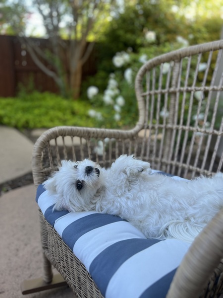 Lola