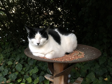 Oliver 