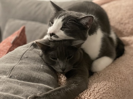 Franklin and Cutie