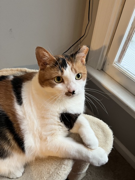 Callie Nadine