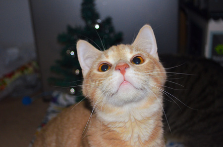 oliver