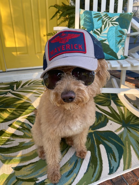 Maverick 