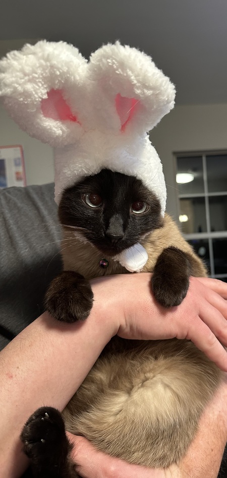 Mochi 