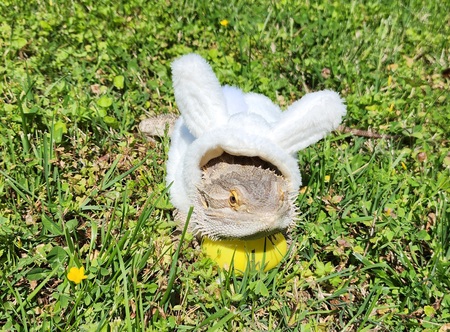 Norbert