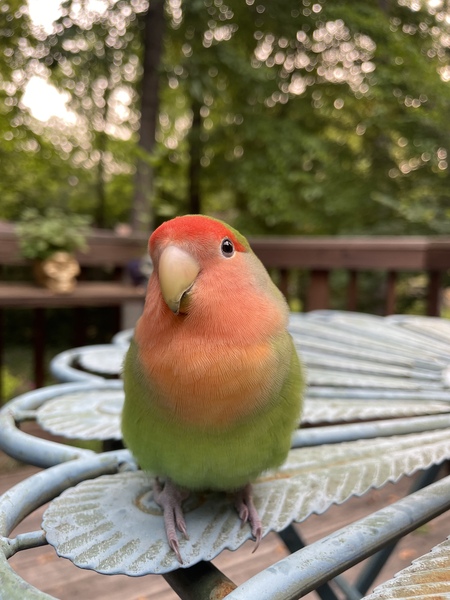 Zuzu