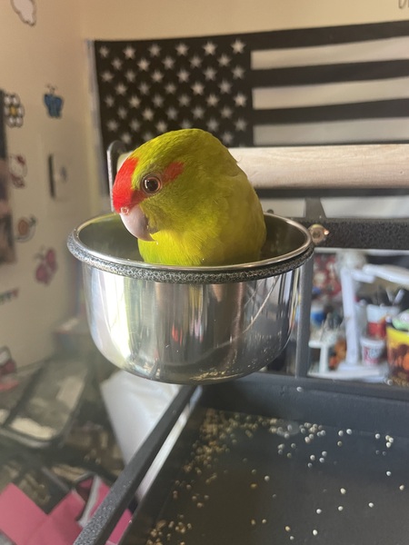 Echo McSqueakers