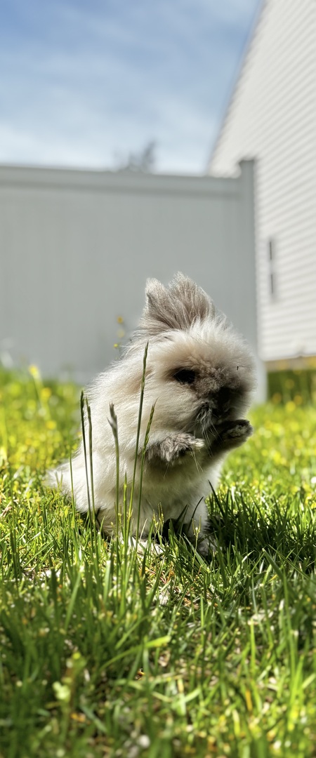 Swiffer