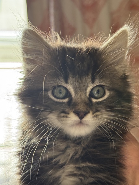 Arlo