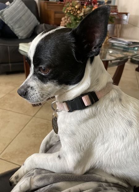 Pepper 