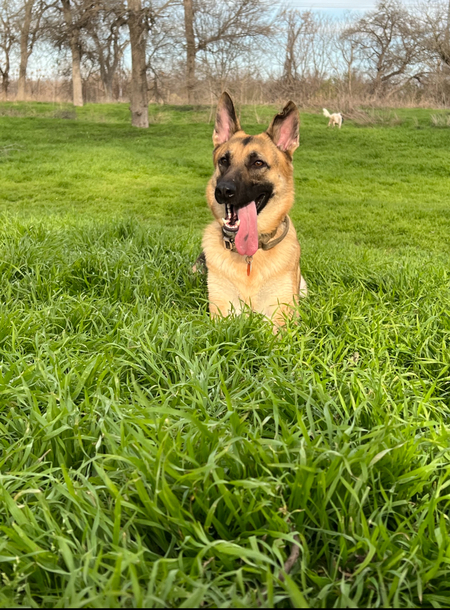 Zeus 