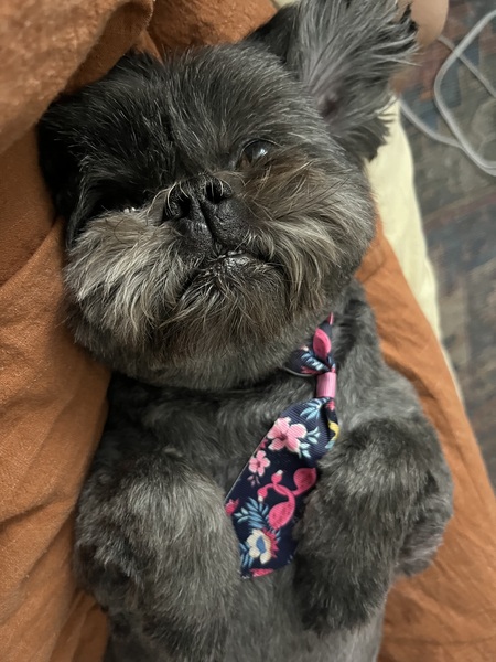 Willow 