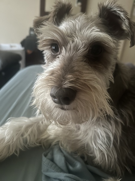Yoda