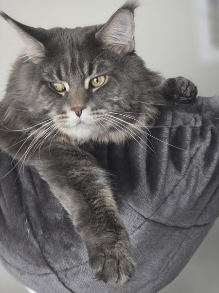 King Apollo Bleu