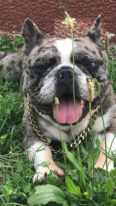 Leo 