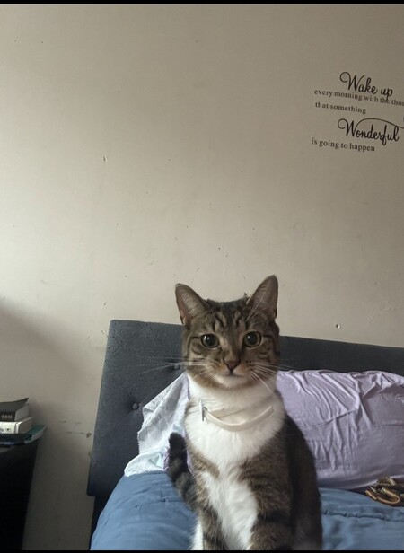 Whiskey