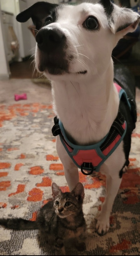 Alphie&Scruffy