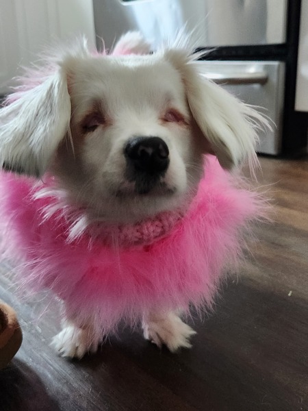 Tallulah The Floof
