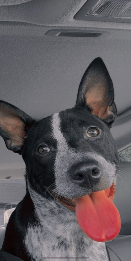 Roco 