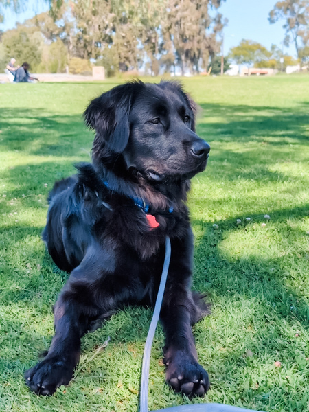 Darcy