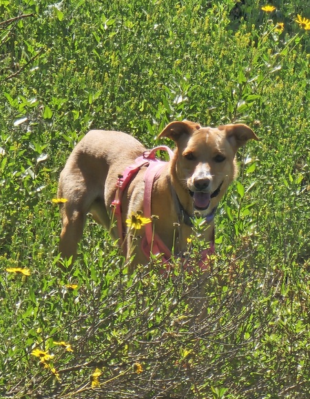 Roxy