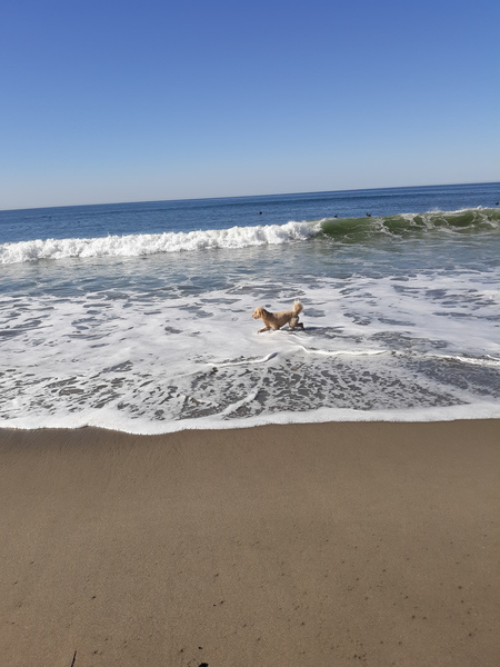Bodhi