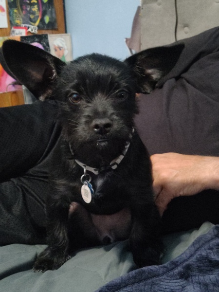 Oreo