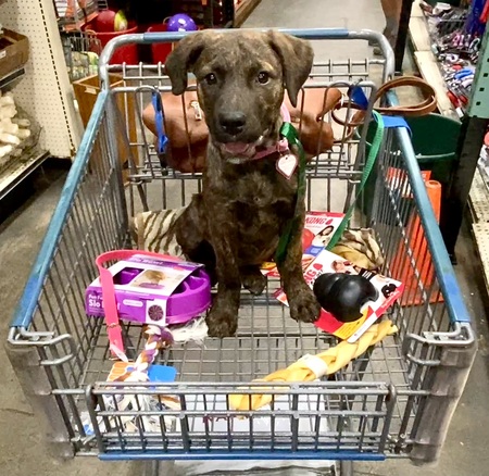 Zoomie goes shopping!