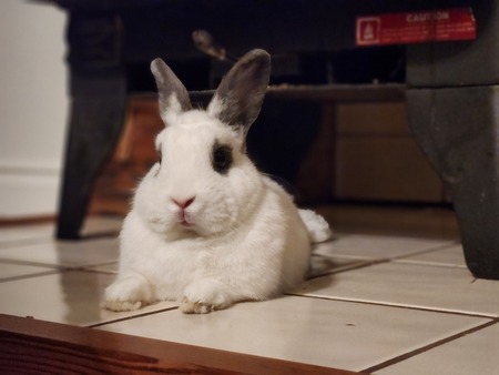 Baby Snow