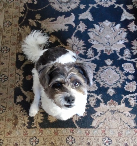 Lenni