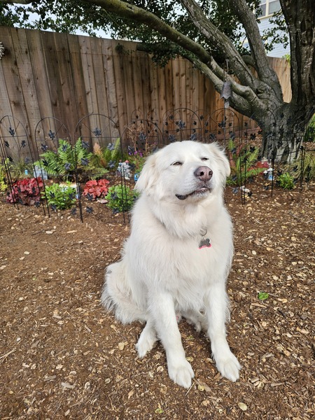 Bailey 