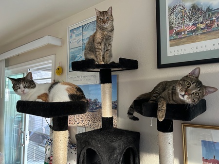 Penny, Frida & Turbo (l to r)