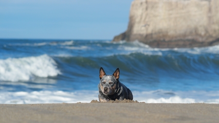 Rocket the deaf cattle dog