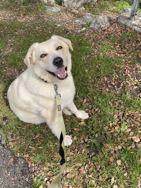 Archie