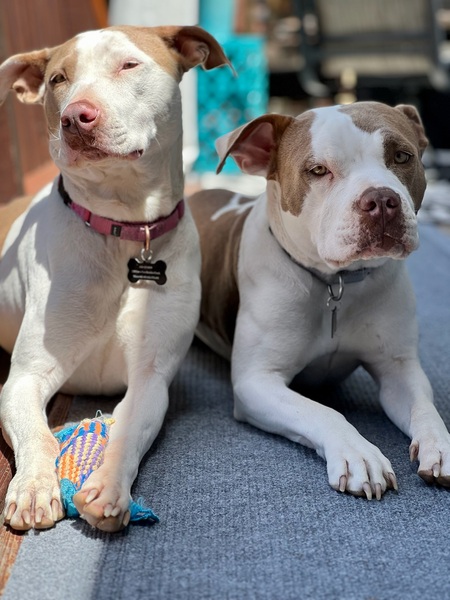 Hula (formerly Hannah) & Halo