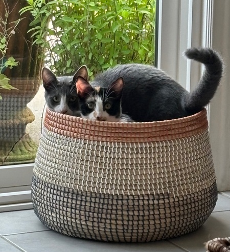 Harmony and Lyric