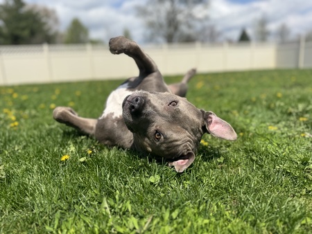 Diesel 