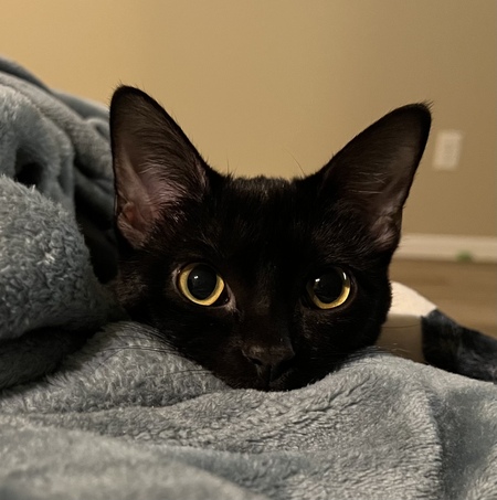 SETI Cat