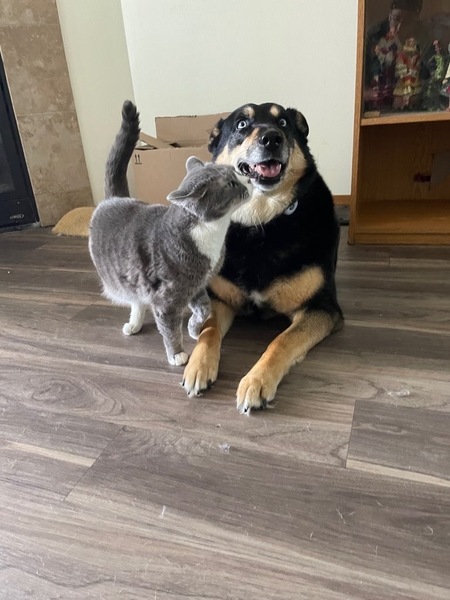 Tempo (cat) and Ella