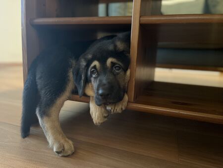 Bruno