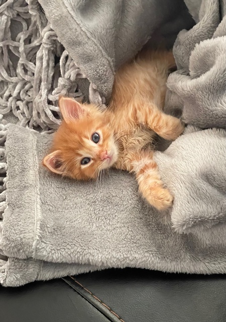 Mochi