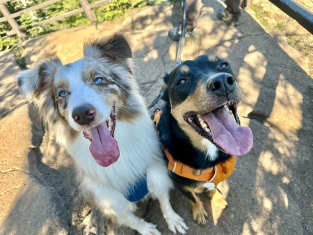Otto and Otis Rose