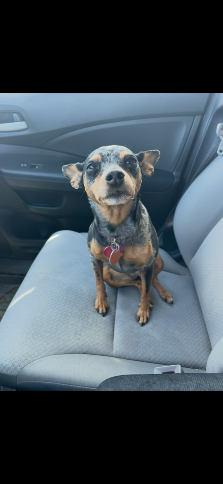 Pepper 