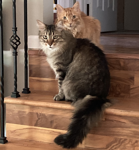 Zilla & Cooper