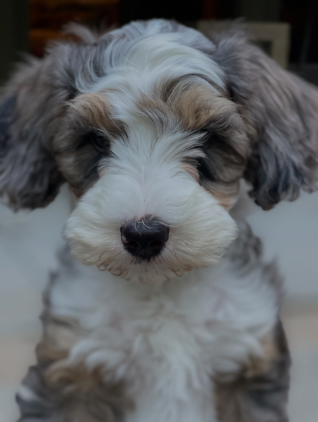 Cooper