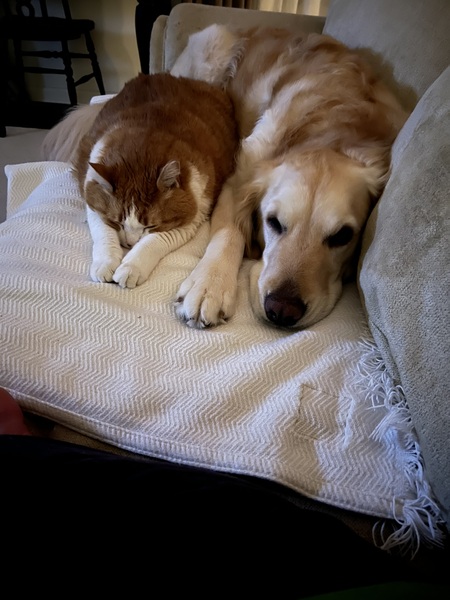 Annie (cat) Gracie (dog)