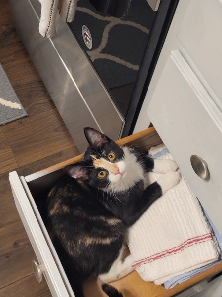 Cleo