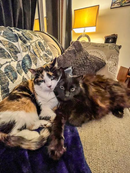 Monty (black) & Beatrix (calico)