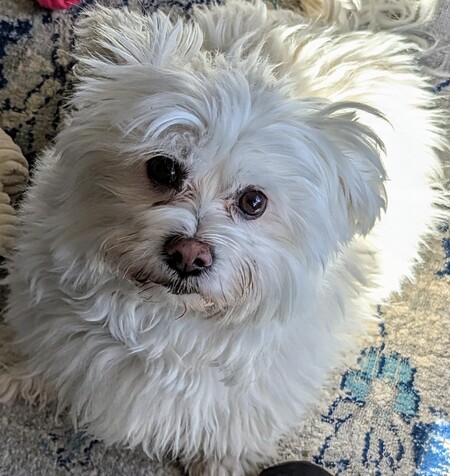 Teddy 
