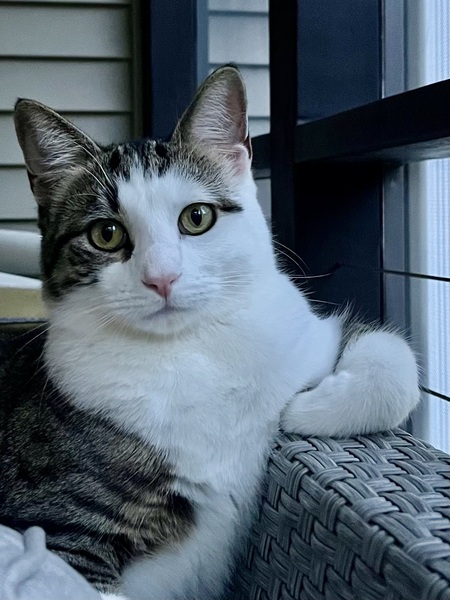 Nico